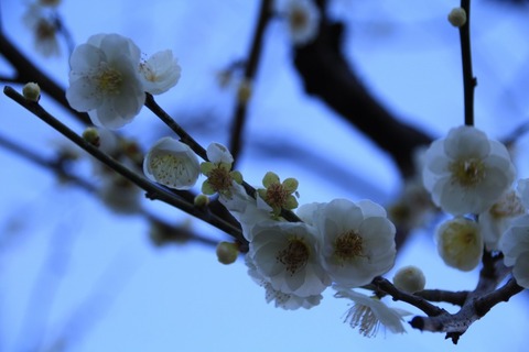 aIMG_8996