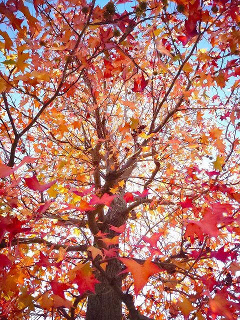 s_DSC_0722 _h