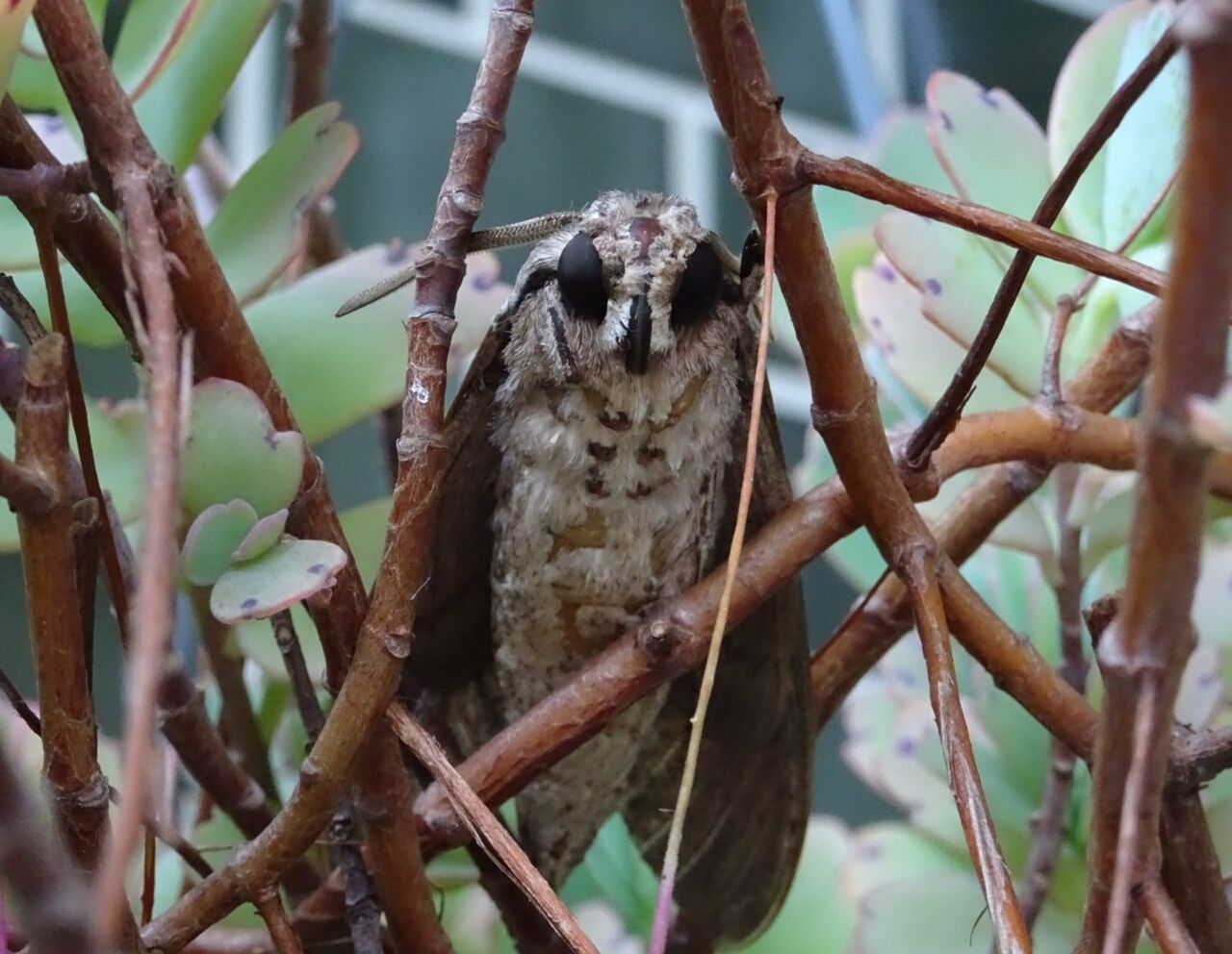 きこさんちの屋根裏部屋 なんじゃ これ