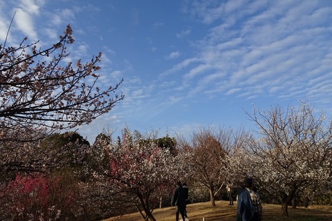 DSC09867