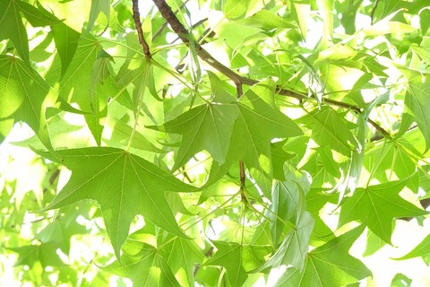 s-DSC09914