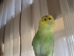 8277098f.jpg