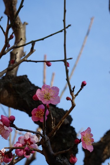 s_DSC06350