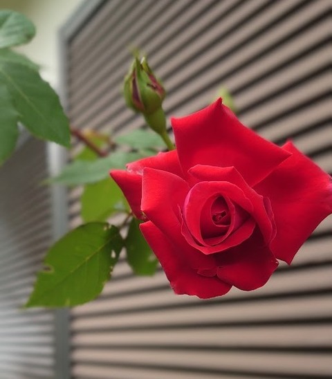 DSC_0421~2