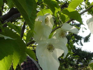 8a031357.jpg