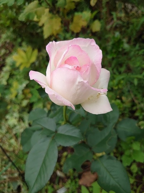 DSC_1080 (2)