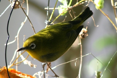9c77f35e.jpg