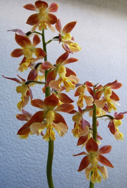 R0048431tsh R0048431tsh