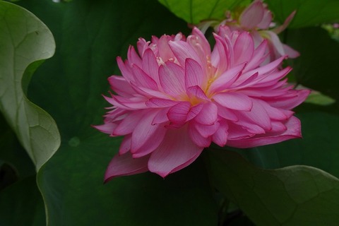 s-DSC08346