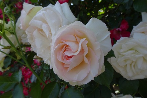 s-DSC09895