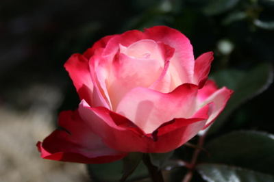 abc07710.jpg