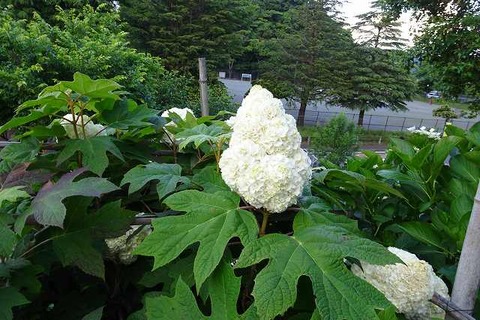 s-DSC09661
