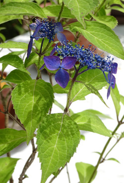 afea7566.jpg