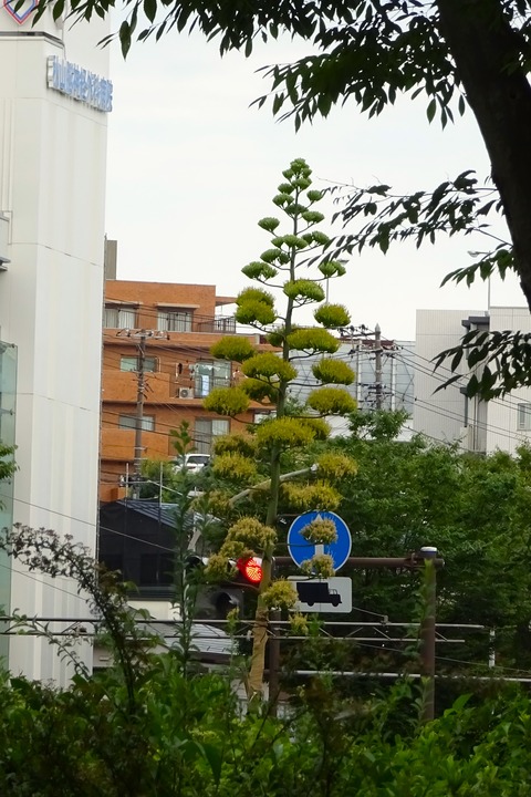 th_DSC00626