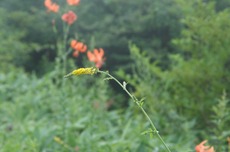 b6f66a03.jpg