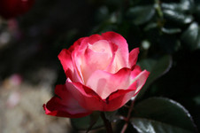 ba4f4397.jpg