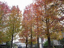 c5f5c6d4.jpg