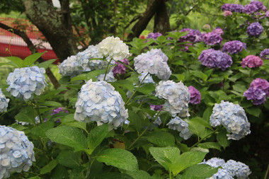 c6075101.jpg