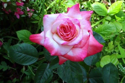 DSC00905t