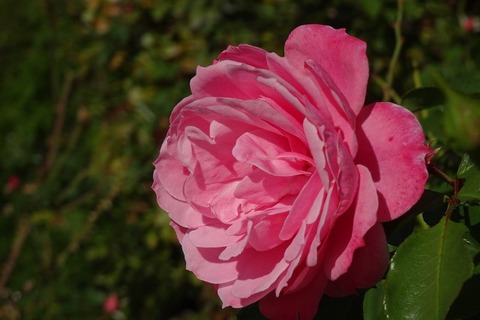 DSC02483