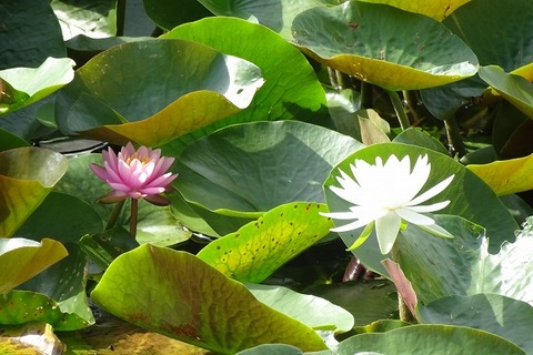s-DSC08425