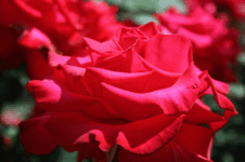 d731a0fe.gif