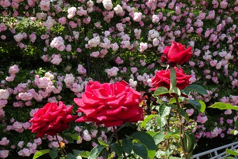 s-DSC09882