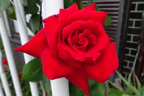 bDSC00674