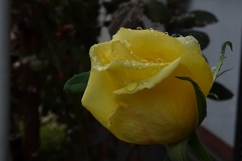 DSC05353