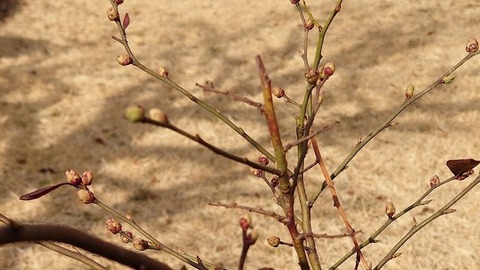 DSC_3589 (2)