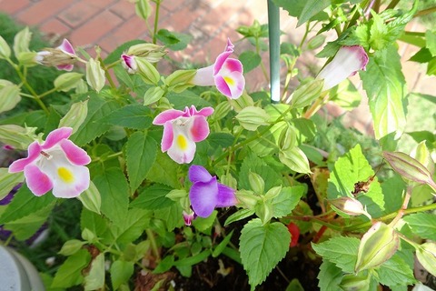 DSC09090