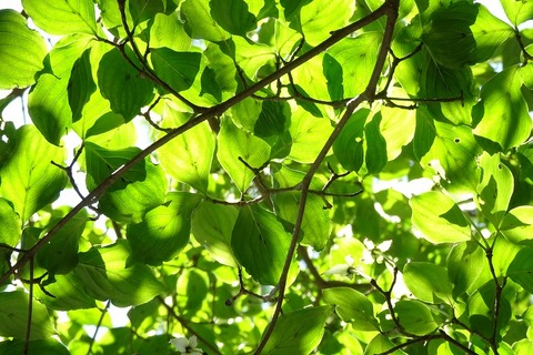 s-DSC09788