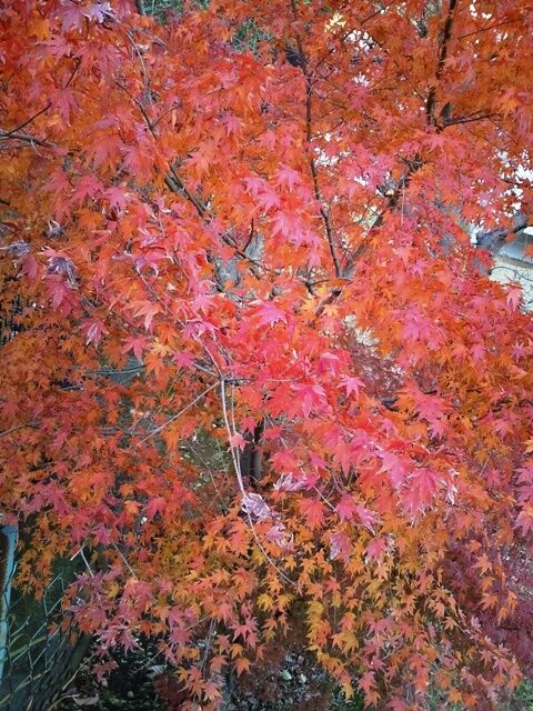 11121311_2 11121311_2
