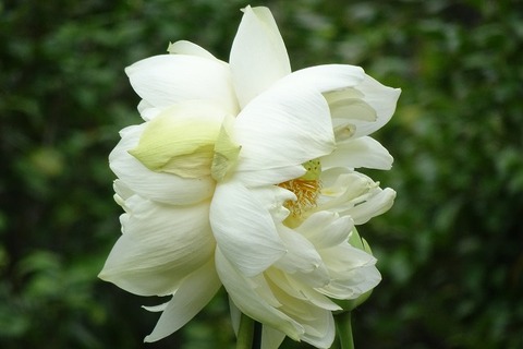 s-DSC08337