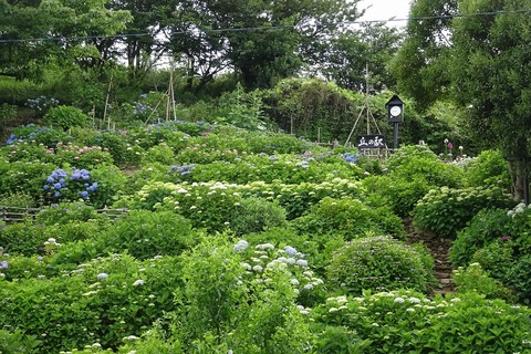 DSC03905