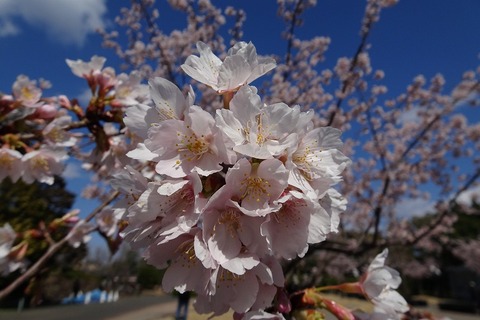 DSC05085