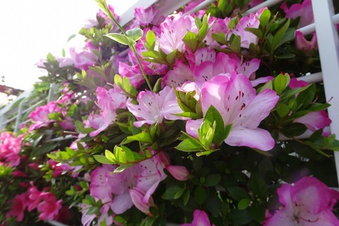 DSC00654