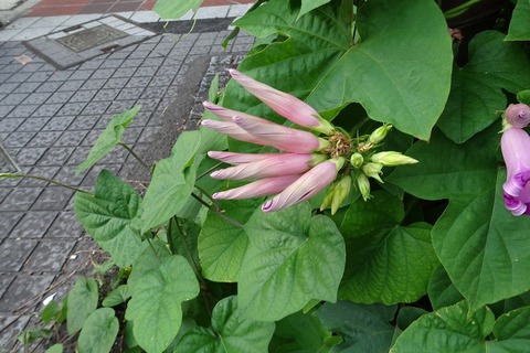 DSC05726