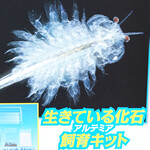 次号予告 小学8年生 年 8 9月号 特別付録 生きている化石アルテミア飼育キット ブランドコラボ付録の詳細画像