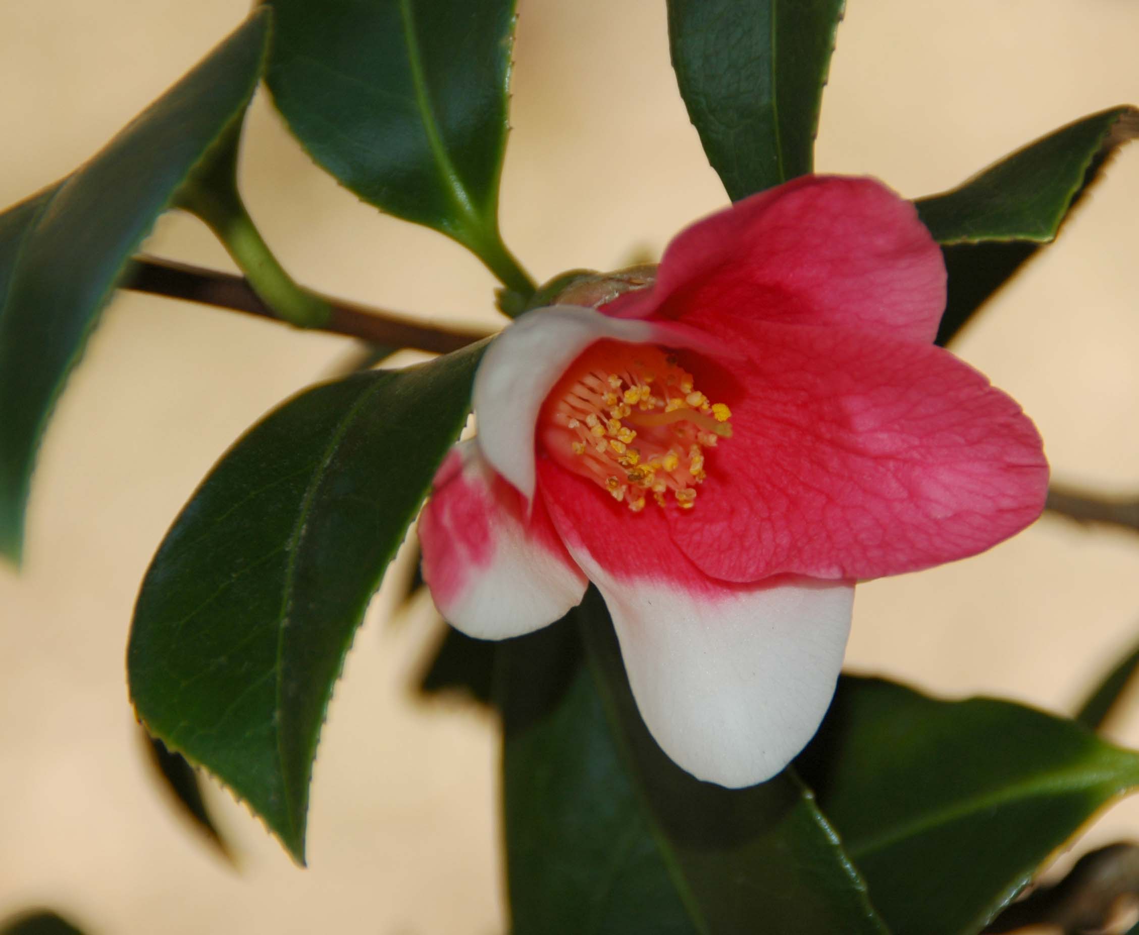 侘助 花合野の写真ブログ 侘助 花合野の写真ブログ