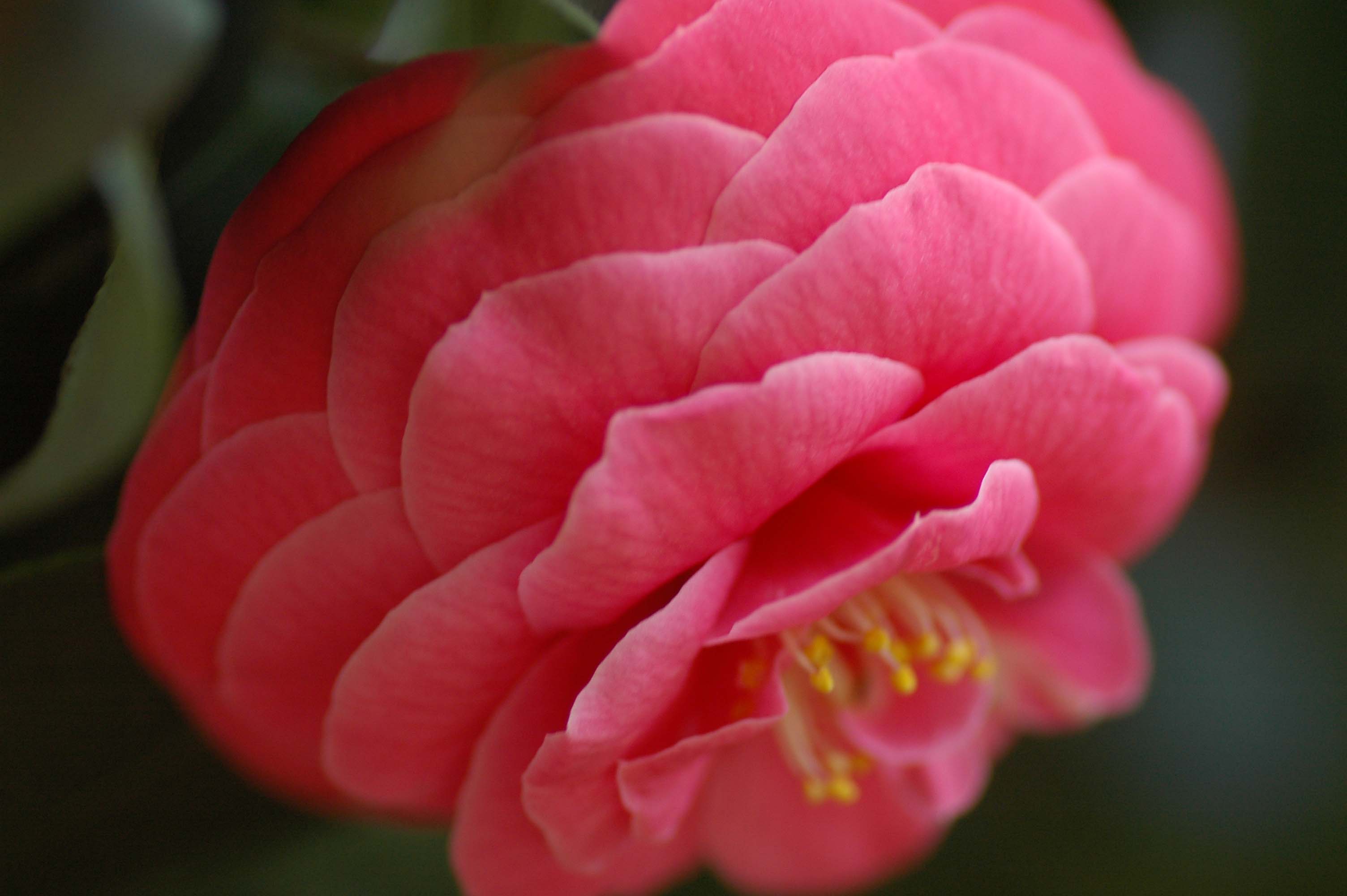 名残の椿 花合野の写真ブログ
