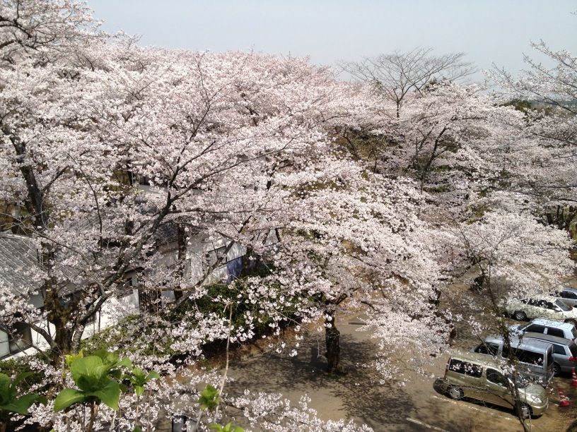 飯山白山森林公園の桜 くらすみか 飯山白山森林公園の桜 くらすみか