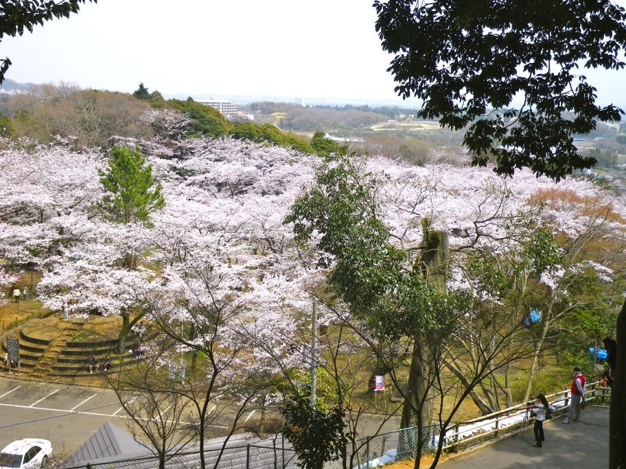 飯山白山森林公園の桜 くらすみか