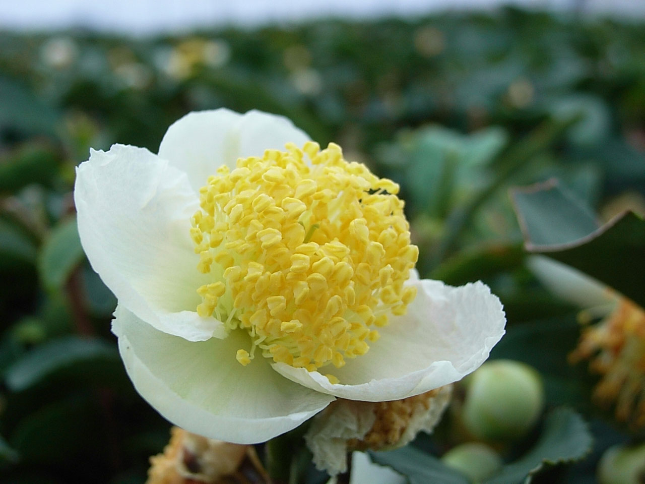 お茶 の 花 こども 園