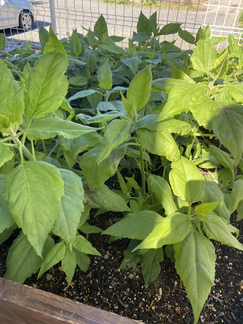 大型プランターでの菊芋栽培 成長日記 イヌリンで元気 きくいも大学 大型プランターでの菊芋栽培 成長日記 イヌリンで元気 きくいも大学