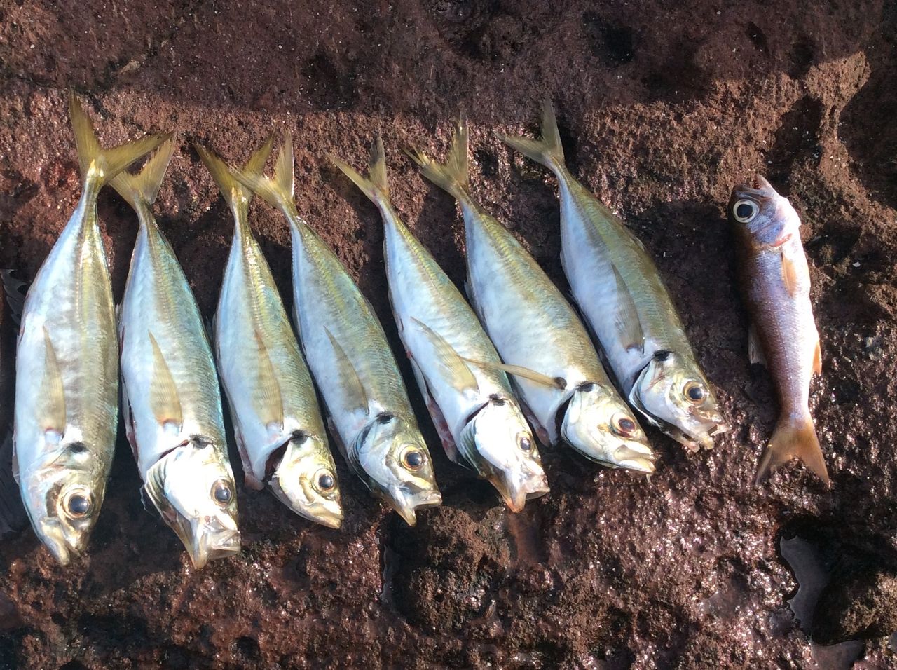 12月23日 南伊豆釣行 赤崎 カゴ釣り編 週末アングラーの備忘録 12月23日 南伊豆釣行 赤崎 カゴ釣り編 週末アングラーの備忘録