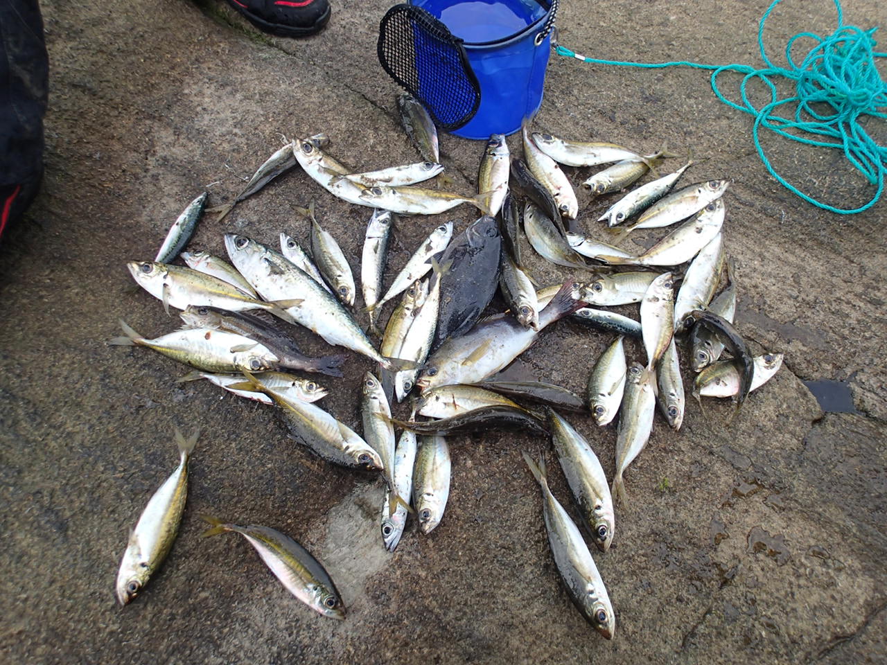 11月3日 千葉釣行 黒鼻の磯再び 週末アングラーの備忘録