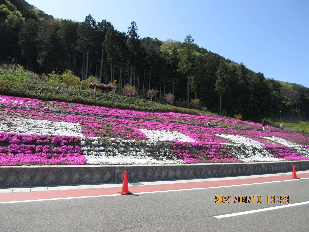 ゲストハウスごうど【芝桜鑑賞】 : ∞千代田会ファミリーブログ∞