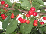 DSCF1207