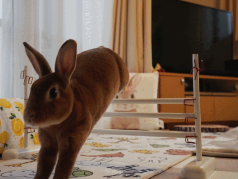 ミニレッキスのうにです 余裕のあるジャンプ